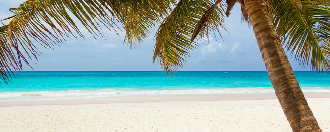 Relax on the beach with palm trees